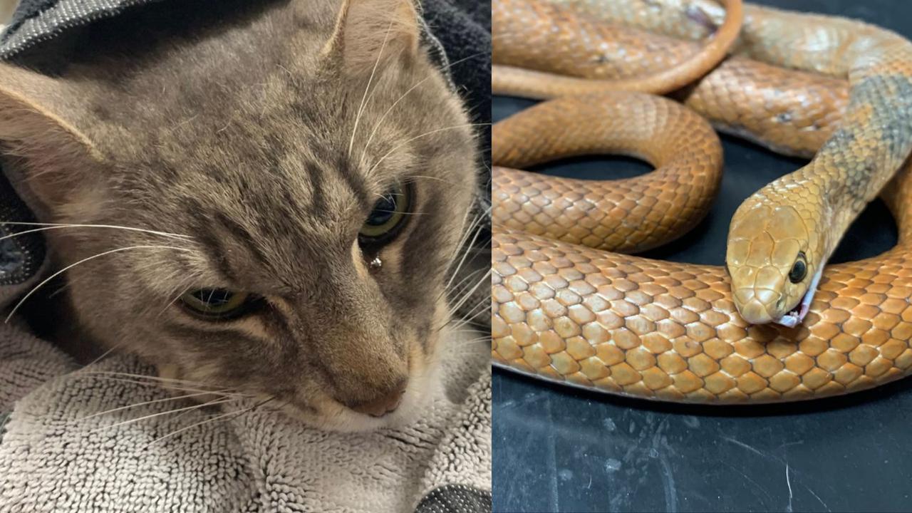 Kisah heroik seekor kucing menyelamatkan keluarganya dari serangan ular berbisa.