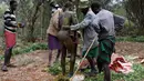 Seorang pria muda Pokot diolesi dengan isi perut dari seekor banteng oleh seorang pemuka untuk menjalani upacara di Baringo County, Kenya , (20/1). Pria dari masyarakat Pokot harus menjalani ritual ini untuk menjadi dewasa. (REUTERS / Siegfried Modola)