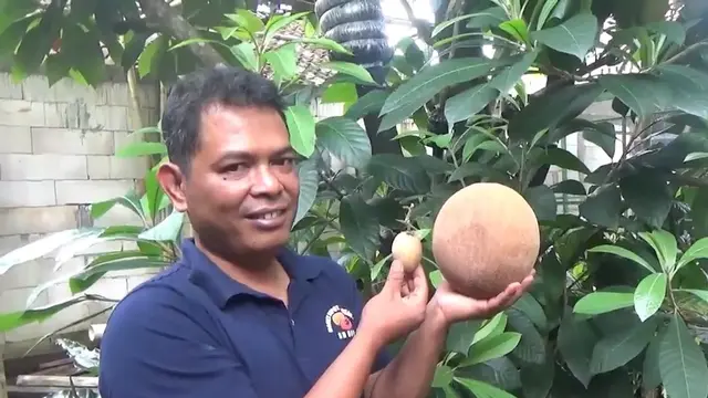 Sawo raksasa