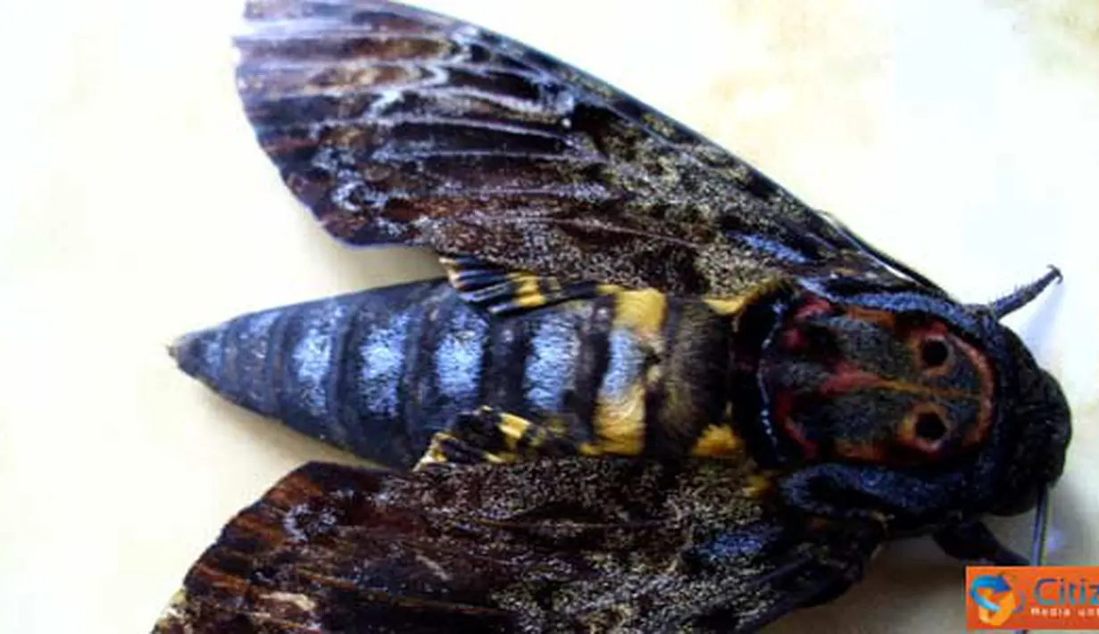 Citizen6, Blitar: Kupu-kupu yang bercorak kuning, hitam dan biru ini, ditemukan di Desa Temenggungan, Kecamatan Udanawu, Kabupaten Blitar. (Pengirim: Ahmad Efendi)