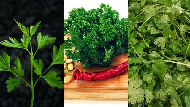Bentuk daun