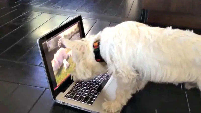 Anak Anjing Ini Terjebak Dalam Laptop 