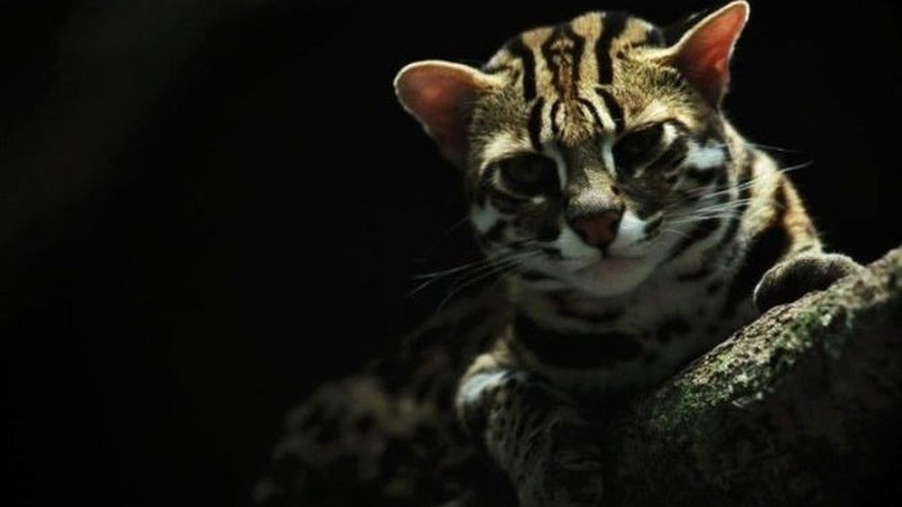 Makanan Kucing Hutan Jawa<br>