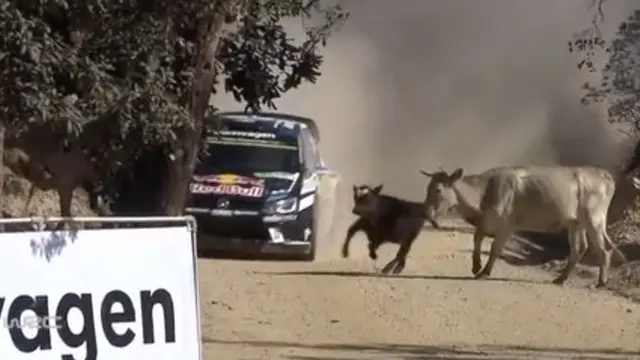 Sebastien Ogier juara dunia WRC sebanyak 3 kali nyaris menabrak kawanan sapi tak lama setelah menjalani start Reli Meksiko.