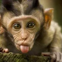 7 hewan ini tetap terlihat lucu dengan bulu yang basah kuyup!