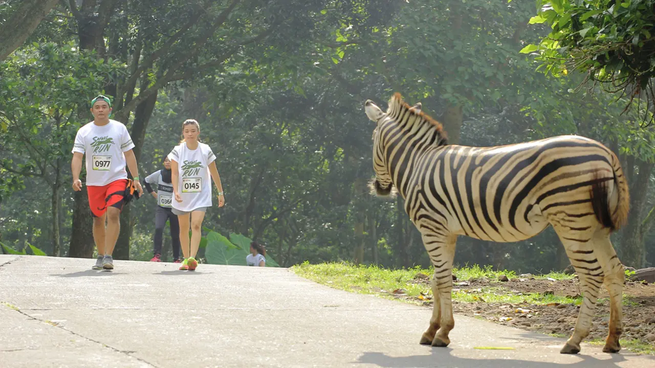 Safari Run