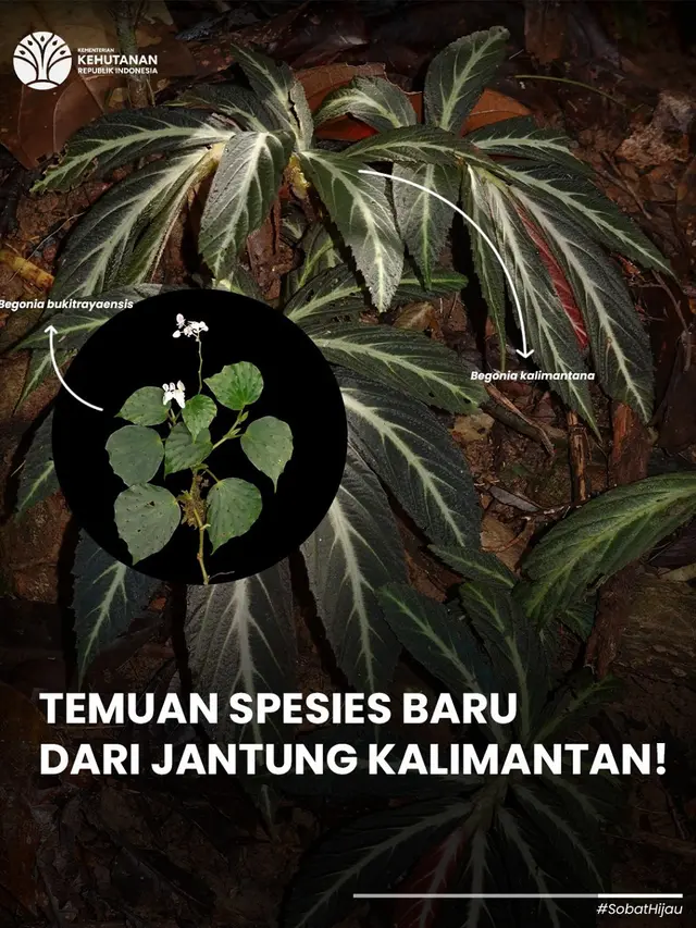Hari Konservasi Alam Nasional 2025, 19 Spesies Flora Fauna Baru Diumumkan