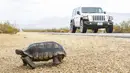 Seekor kura-kura berjalan menjauh dari jalan tepat di luar Kebakaran York di Cagar Alam Nasional Mojave pada Selasa, 1 Agustus 2023, di Nipton, California.   (AP Photo/Ty O'Neil)