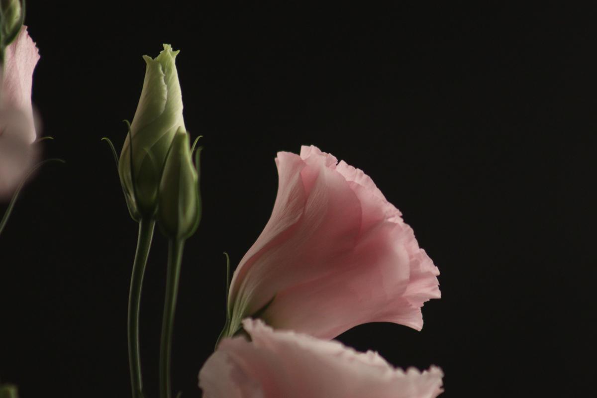 Ilustrasi Bunga Lisianthus