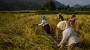 Perempuan etnis Khasi memanen padi di desa Umwang, sepanjang perbatasan negara bagian Assam-Meghalaya, India, Rabu (27/10/2021). Lebih dari 60 persen dari 1,3 miliar warga India bertani. (AP Photo/Anupam Nath)