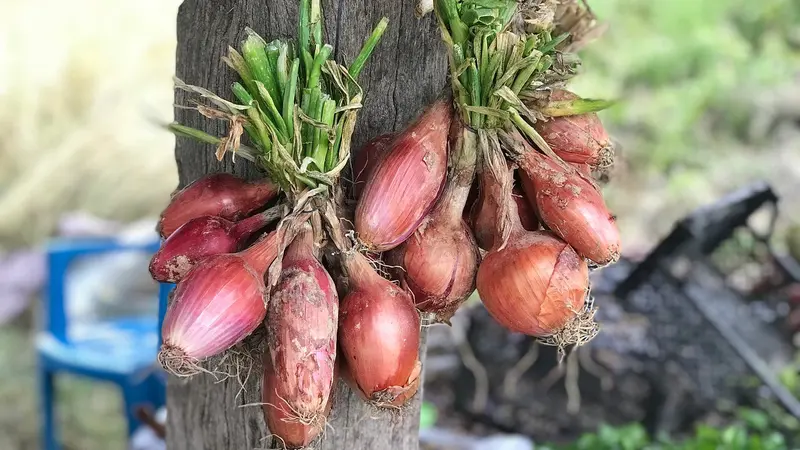 10 Manfaat Bawang Dayak Bagi Kesehatan, Bumbu Dapur yang Ampuh Cegah Berbagai Penyakit