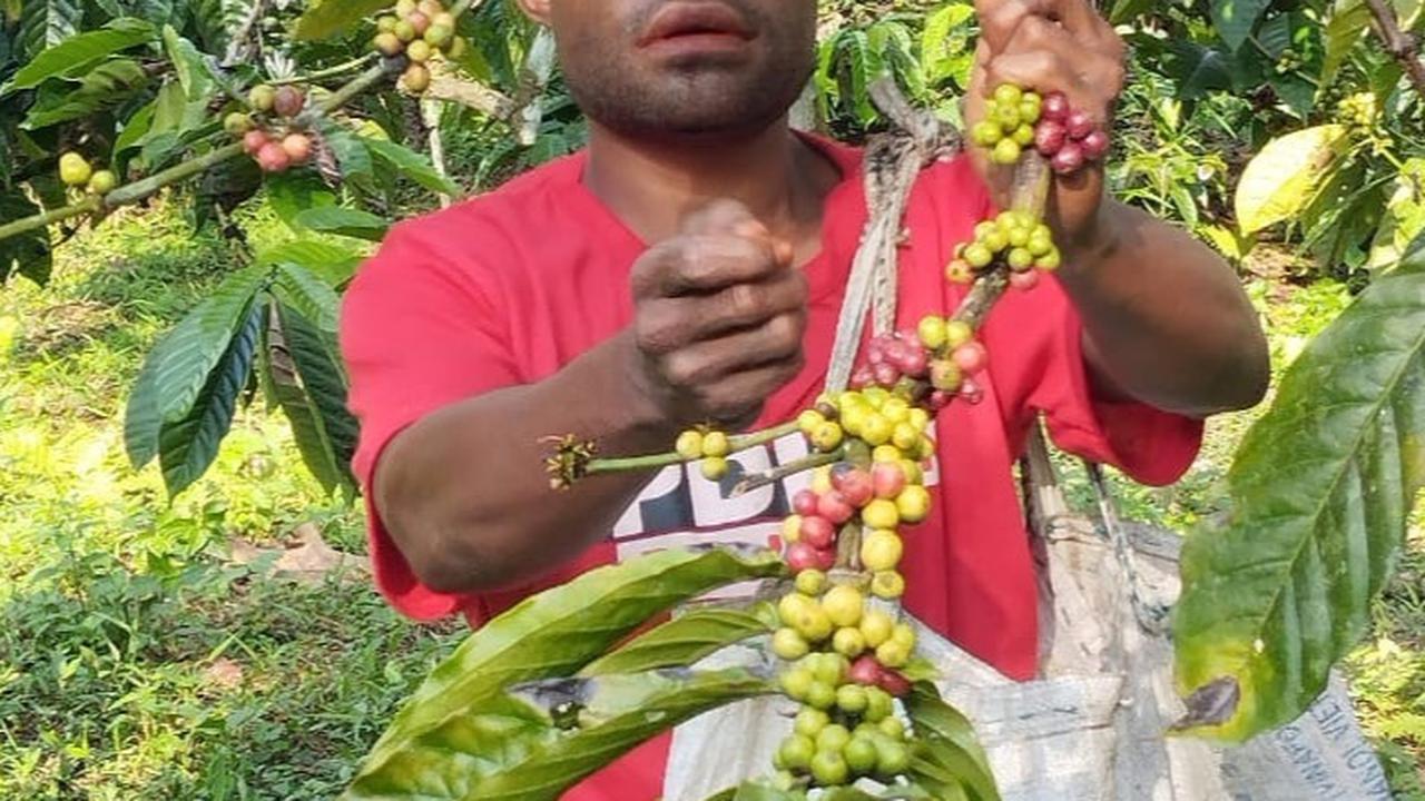 FOTO: ‘Klasterkuhidupku’, Kopi Ambaidiru dari Papua Terus Berkembang dan Mampu Jangkau Pasar Lebih Luas