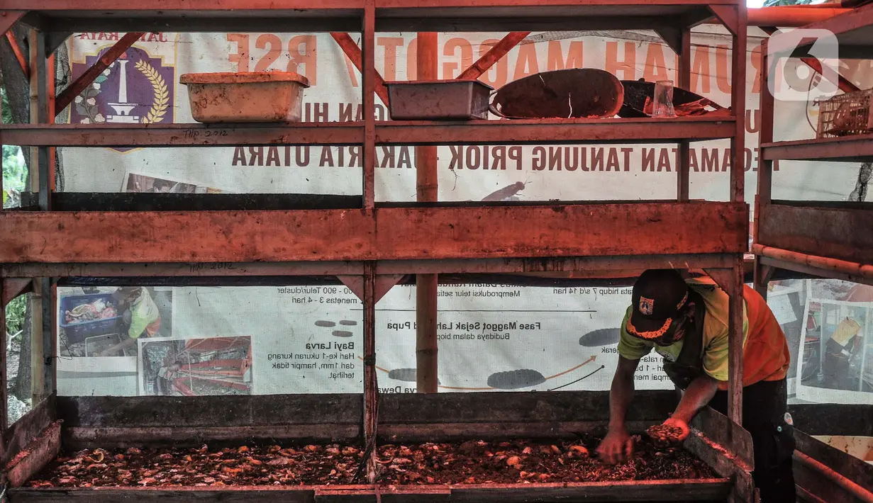 Petugas DLH DKI Jakarta melakukan perawatan ulat maggot di Tanjung Priok, Kamis (24/6/2021). Lalat BSF memiliki waktu hidup rata-rata 7-14 hari. (merdeka.com/Iqbal S. Nugroho)