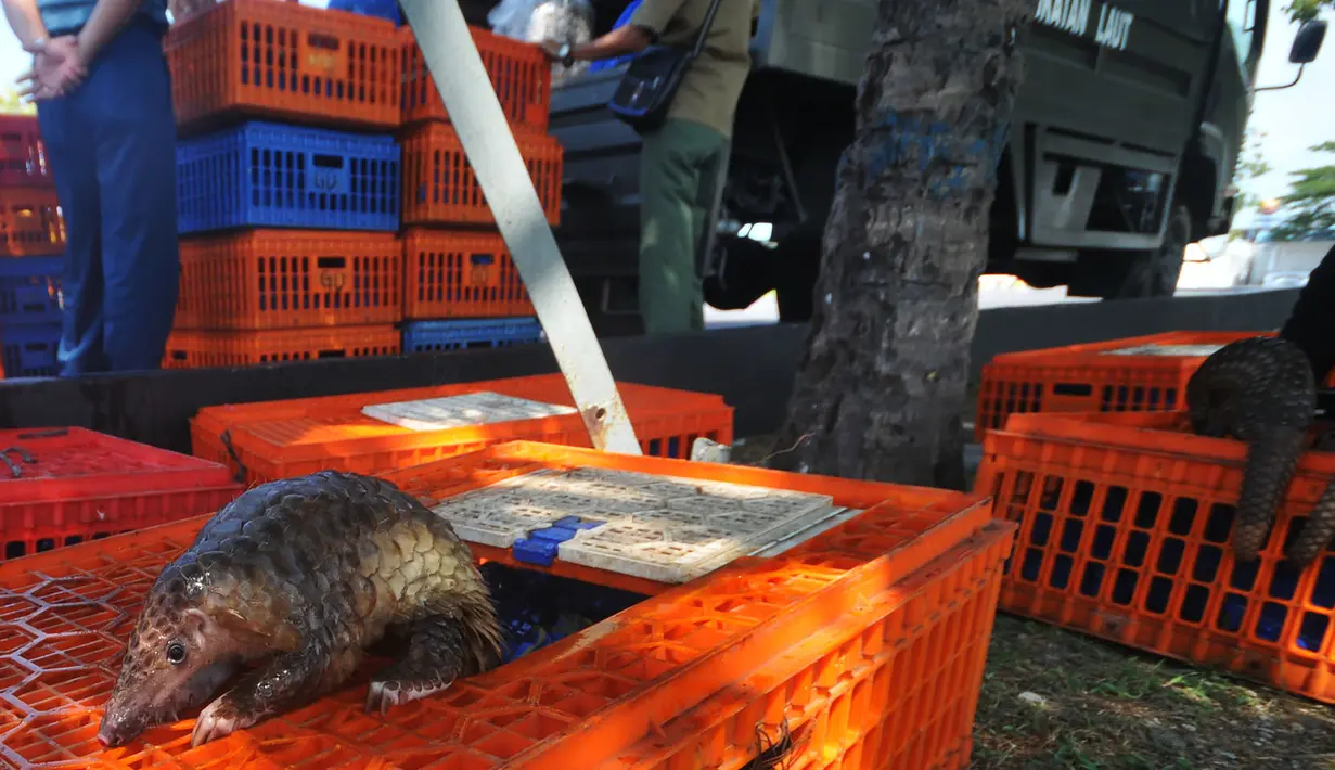 Petugas saat mengamankan peti berisi hewan trenggiling di Belawan, Sumatra Utara (13/6). Rencananya trenggiling ini akan dikirim ke Malaysia oleh dua orang pelaku. (AFP Photo/Gatha Ginting)