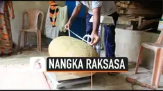 vertical nangka