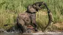 Seekor gajah yang tengah asyik minum air di sungai tiba-tiba diserang buaya di Afrika Selatan, Kamis (5/2/2015). (Dailymail)