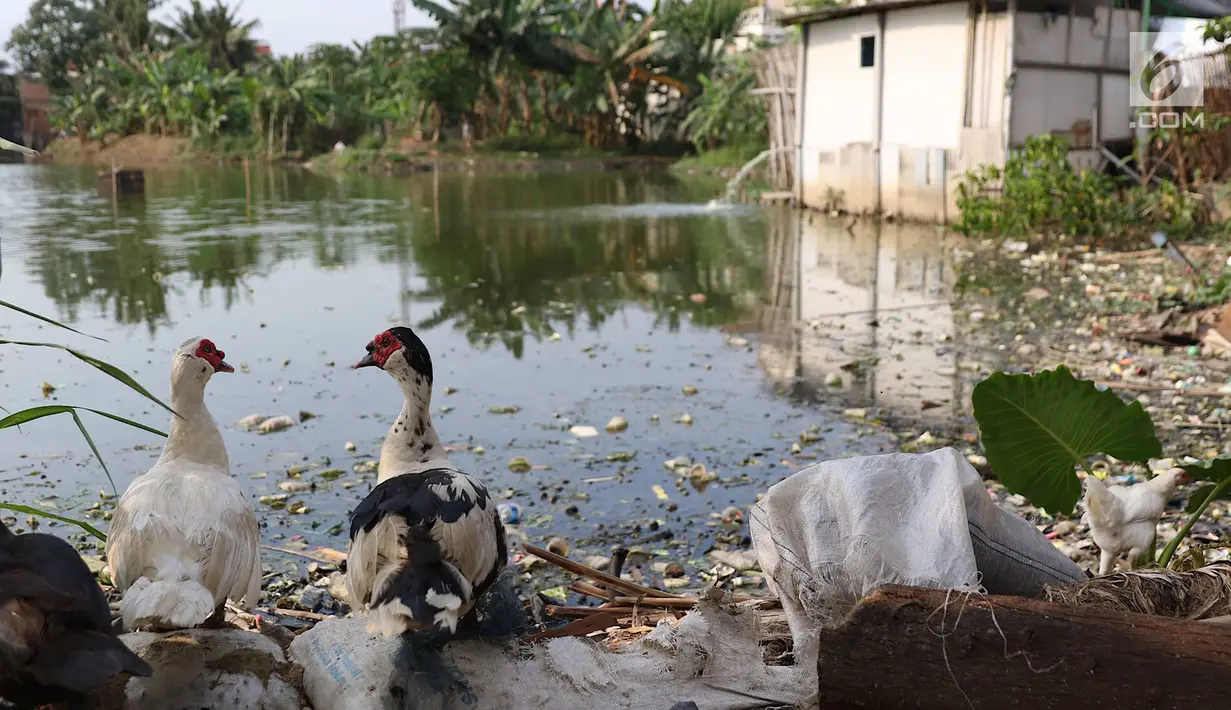 Dua ekor bebek terlihat di sekitar Waduk Surilang, Pasar Rebo, Jakarta Timur, Senin (25/2). Waduk yang mengalami pendangkalan akibat lumpur yang lama tak dikeruk tersebut dikhawatirkan meluap saat musim hujan. (Liputan6.com/Immanuel Antonius)