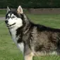 Siberian Husky. (Wikimedia/Creative Commons)