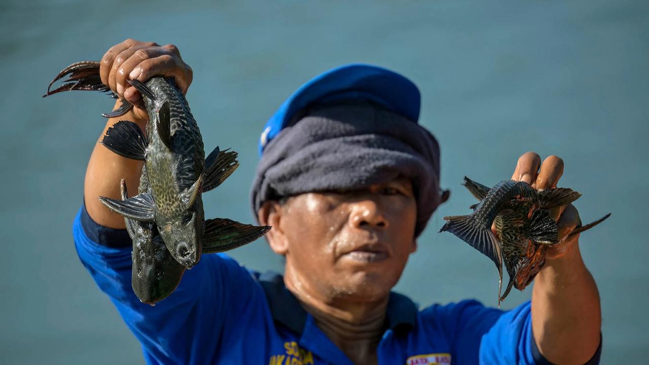 FOTO:Pemusnahan Ikan Sapu Sapu di Waduk Kaja Ciracas