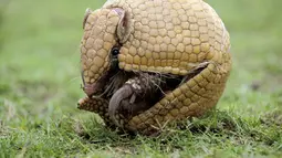 Armadillo adalah mamalia plasental kecil, diketahui karena memiliki perisai pada tubuhnya.  Bila terancam Ia membentuk dirinya menjadi bulat(fifa.com).