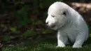 White King, anak singa putih pertama yang dilahirkan di Spanyol, terlihat duduk di atas rumput di Guillena World Park Reserve di kota Sevilla, Rabu (10/6/2020). Dilahirkan pada 31 Mei lalu, anak singa putih itu ditolak sang induk setelah pengalaman melahirkan yang traumatis. (CRISTINA QUICLER/AFP)