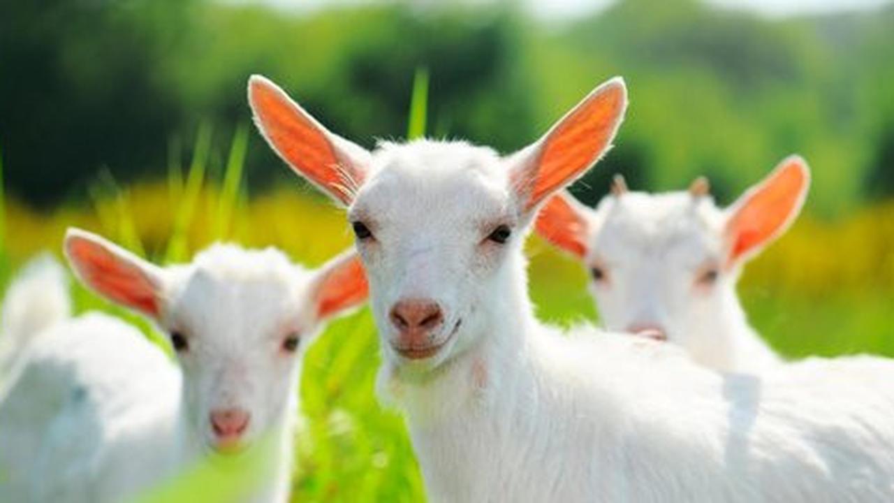 Mengaku khilaf, pria ini perkosa kambing
