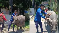 Viral Video Kerbau Masuk Sekolah, Siswi SMA Langsung Lapor Damkar