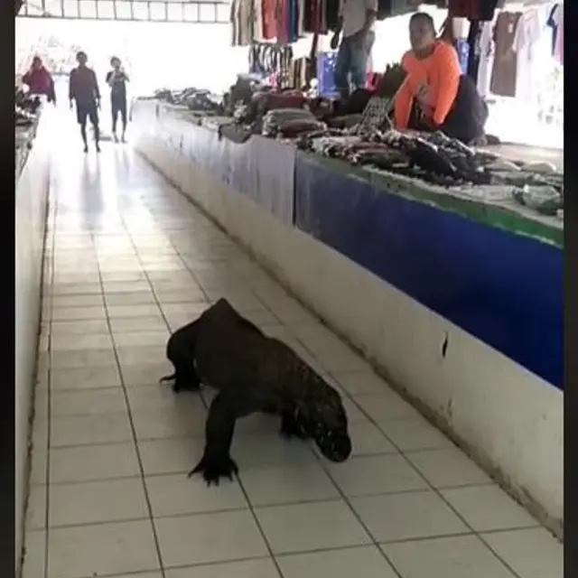 Pedagang Kaget Komodo Masuk ke Pasar Suvenir Labuan Bajo, Ternyaa Sudah Terjadi Berulang Kali