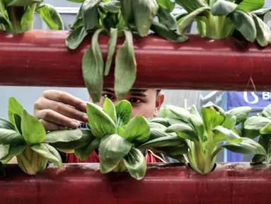 Anggota Karang Taruna RW 04 Kebon Baru saat melakukan perawatan sayuran yang ditanam dengan sistem hidroponik di Kebun Edukasi, Tebet, Jakarta Selatan, Selasa (19/7/2022). Menurut Ketua Karang Taruna RW 04, Laode Hardian (32), Kebun Edukasi didirikan sejak 2019 bekerja sama Dinas Ketahanan Pangan, Kelautan, dan Pertanian (KPKP) dengan memanfaatkan lahan kosong di wilayah setempat. (merdeka.com/Iqbal S. Nugroho)