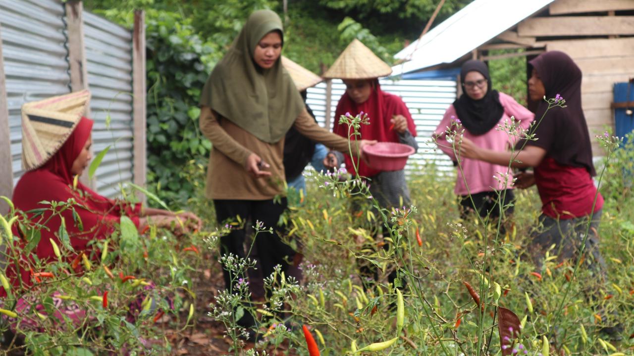 Petani Muda Fakatoto Bisa Raup Jutaan Rupiah dari Budidaya Cabai, Begini Caranya