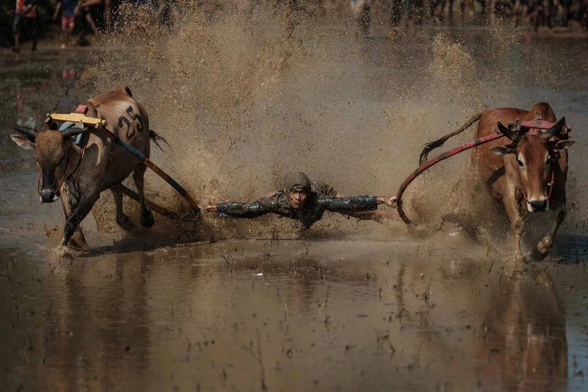 FOTO: Pacu Jawi Kembali Hidupkan Tradisi Sawah Berlumpur