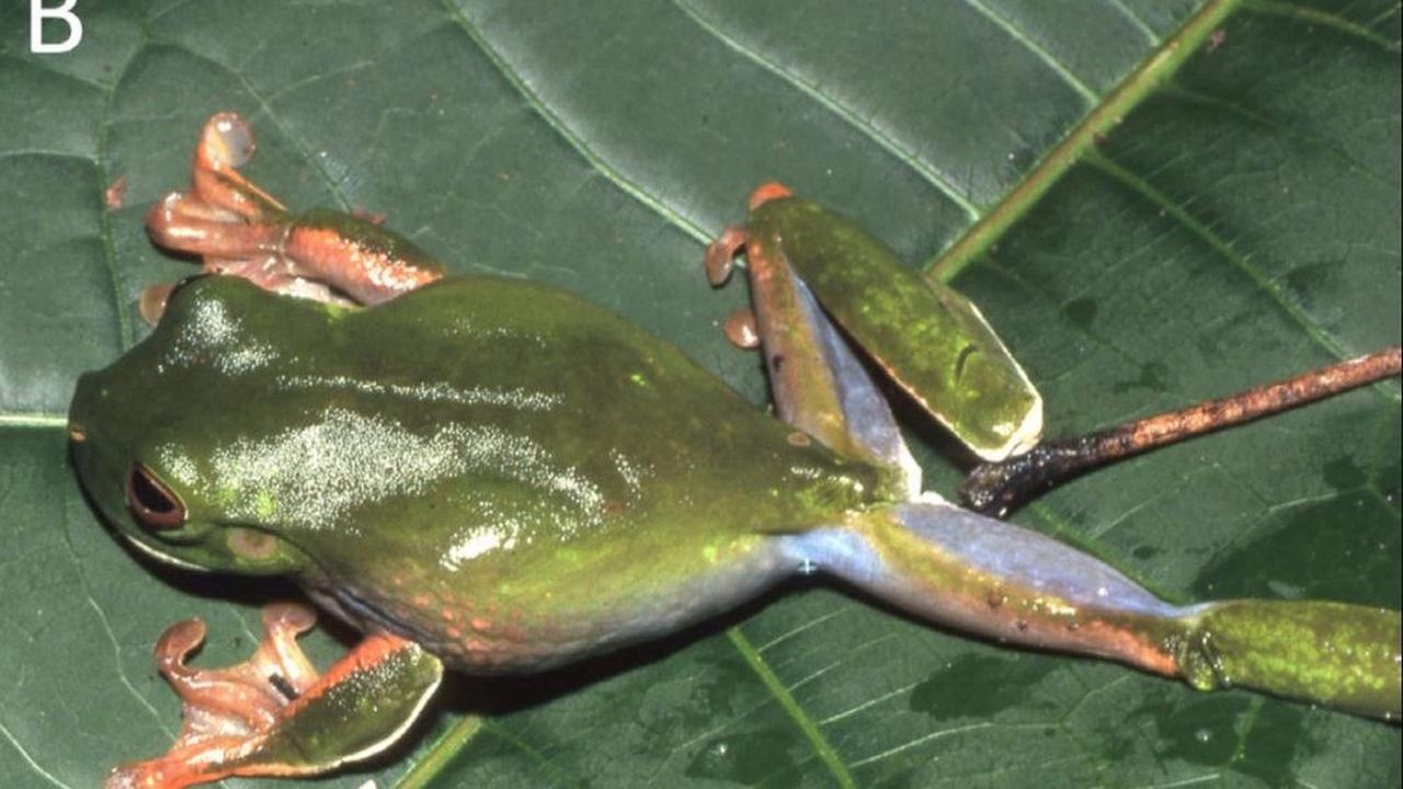 Spesies baru itu dikenali berbeda berdasarkan ukuran, warna, bentuk tubuh, dan garis-garis di tangannya. Peneliti tidak memberikan analisis DNA katak.