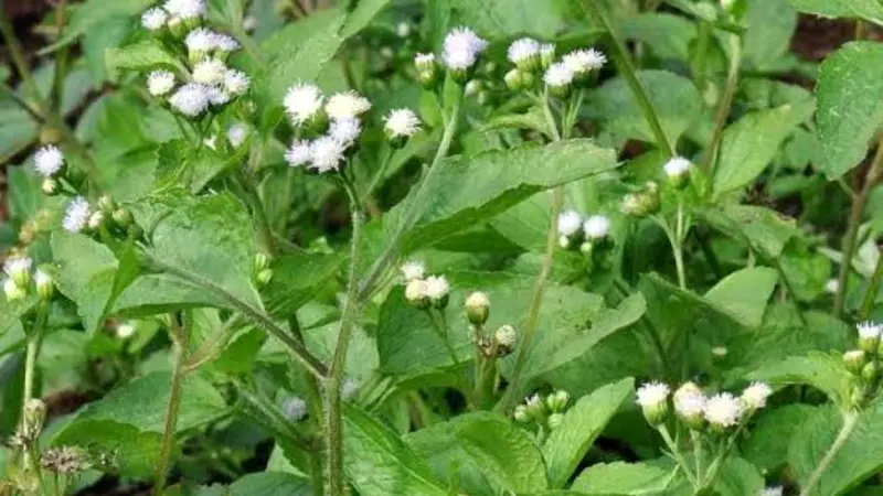 Tumbuhan Bandotan yang dianggap sebagai gulma ternyata mengandung senyawa yang bisa digunakan sebagai obat herbal dan pestisida nabati. (Foto: Liputan6.com/Unsoed/Muhamad Ridlo).