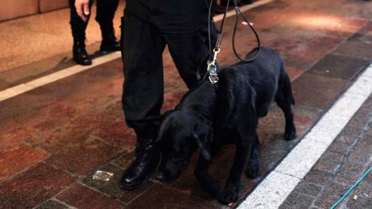 Menengok satuan anjing K-9 Polda Metro Jaya