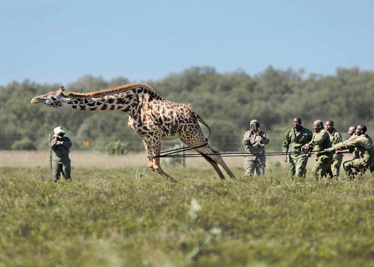 FOTO: Operasi Penyelamatan Jerapah Masai di Tengah Kerusakan Habitat