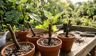 6 Cara Menanam Tin dari Stek agar Cepat Tumbuh, Ini Langkah dan Tips Perawatannya