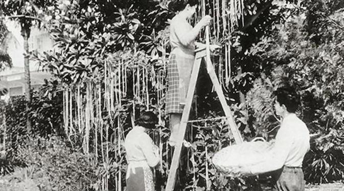 prank pohon spaghetti BBC