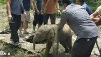 Anak Gajah Tercebur Septic Tank, Saat Dievakuasi Jalannya Sempoyongan