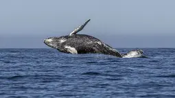 Atraksi seekor paus bungkuk yang melompat keluar dari air di perairan Samudera Pasifik di Los Cabos, Meksiko (14/3). Pariwisata adalah sumber devisa terbesar ketiga di Meksiko. (AFP/Fernando Castillo)