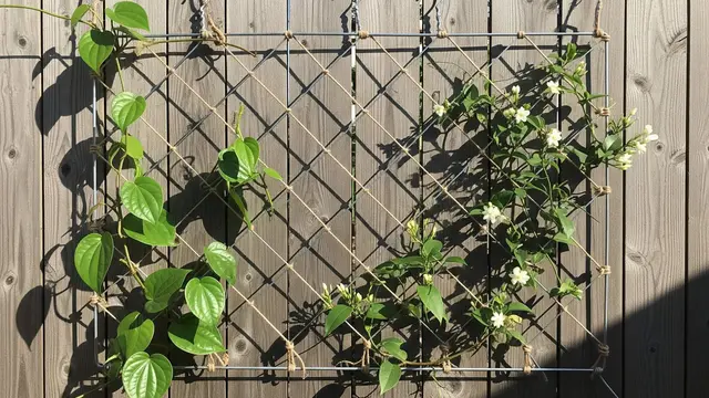 Cara Manfaatkan Hanger Kawat Bekas untuk Kebun
