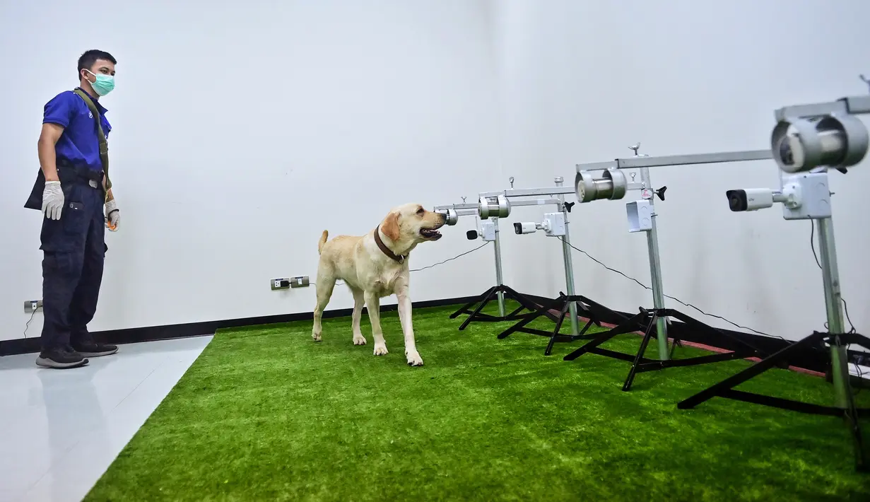 Bobby, anjing pelacak K9 jenis Retriever, mengendus sampel keringat untuk mendeteksi Covid-19 di Fakultas Ilmu Kedokteran Hewan di Universitas Chulalongkorn di Bangkok pada 21 Mei 2021. Tiga dari enam anjing labrador retriever di Thailand berhasil mendeteksi virus corona. (Lillian SUWANRUMPHA/AFP)