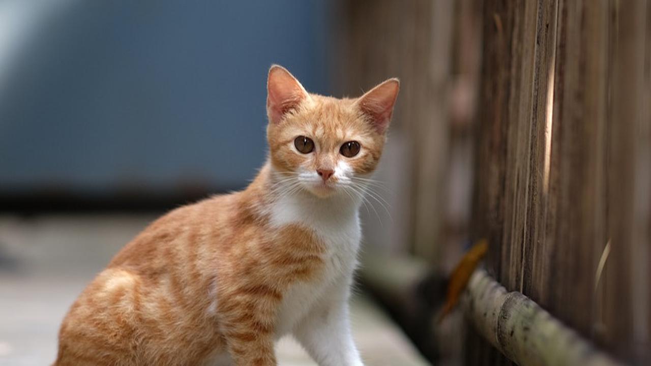 Mitos Dicakar Kucing yang Sering Dipercaya, Pertanda Musibah