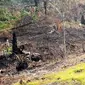 Citizen6, Asahan: Perambahan Hutan Lindung Tormatutung Asahan, terus berlanjut. Pembakaran yang terus dilakukan oleh masyarakat maupun pengusaha membuat kondisi hutan rusak parah. (Pengirim: Tombak Nagara/Amir Dolok Saribu)