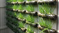 7 Inspirasi Kebun Daun Bawang dari Botol Plastik Bekas, Hemat Tempat di Teras Rumah