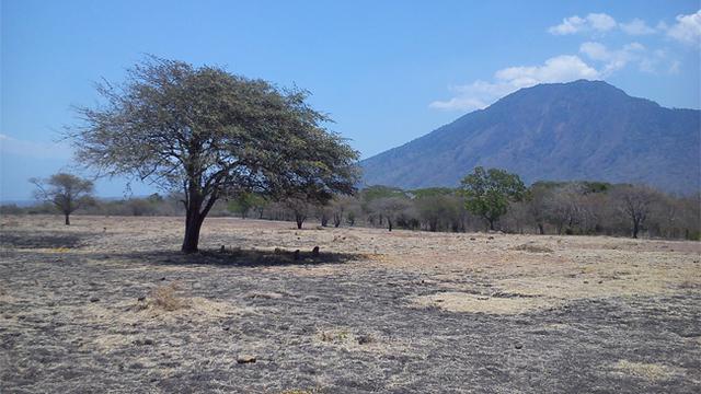Eksotika Savana Bekol Di Taman Nasional Gunung Baluran
