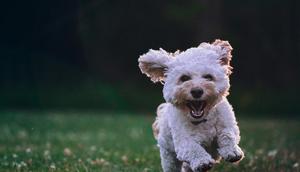 Ilustrasi Anjing. (Unsplash - Joe Caione)