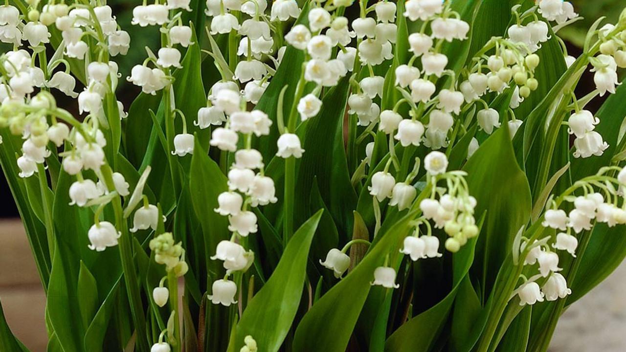 Bunga Lily of the Valley