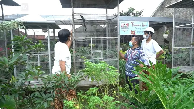 6 Potret Kebun di Rumah Narji, Eks Komedian yang Kini Jadi Juragan Pertanian