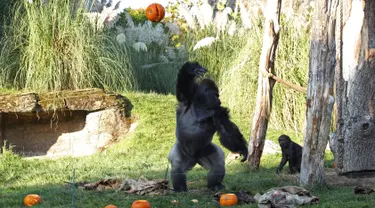 Seekor gorila melempar labu ke udara saat pemotretan merayakan Hari Halloween di Kebun Binatang London, Inggris, Kamis (25/10). (Yui Mok/PA via AP)
