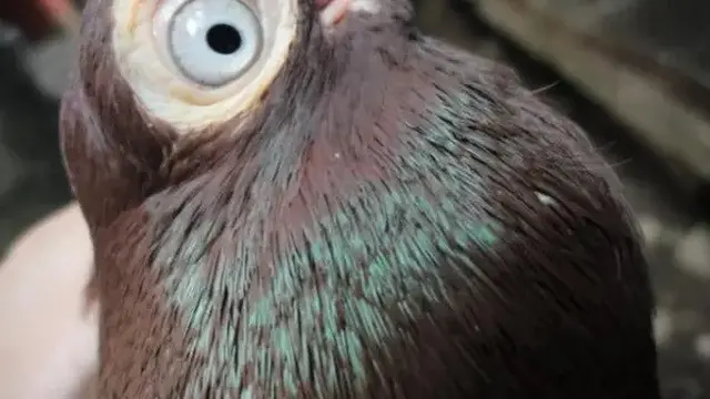 Merpati Bermata Melotot